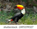 The toco toucan (Ramphastos toco), also known as the common toucan or giant toucan, searching for food in the North part of the Pantanal in Brazil