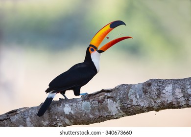 A Toco Toucan  (Ramphastos Toco) Perched On A Branch Tossing Food Into It's Mouth, Against A Blurred Natural Background, Pantanal, Brazil