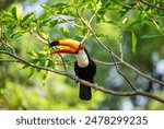 Toco toucan (Ramphastos toco) is sitting on a tree branch. Brazil. Pantanal.