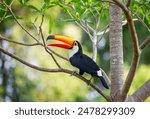 Toco toucan (Ramphastos toco) is sitting on a tree branch. Brazil. Pantanal.