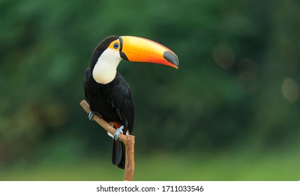 Toco toucan in the reserve of exotic tropical birds