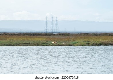 Todal Wetland Salt Pond Restoration