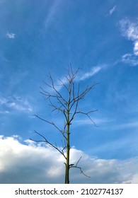 Today The Clouds Are Very Clear And There Are Bare Trees Due To Autumn 