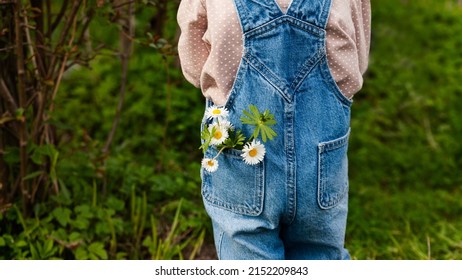 Toddler Baby Girl Wearing Blue Denim Overalls Standing In Garden Daisy Flowers In Jeans Pocket. Childhood Innocent Concept.