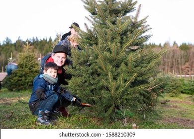 Toddler boy and his father with saw at cut your own fresh Christmas tree farm Germany. Happy mixed race family Asian-German preparation for holiday Xmas