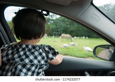 Toddler Girl Child Is Watching Animals At The Safari Park From Car. Wildlife Experience For Parents And Kids At The Zoo