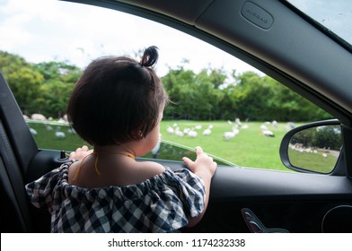 Toddler Girl Child Is Watching Animals At The Safari Park From Car. Wildlife Experience For Parents And Kids At The Zoo
