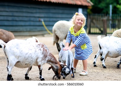 Toddler Girl Petting Little Goats In The Kids Farm. Cute Kind Child Playing And Feeding Animals In The Zoo.