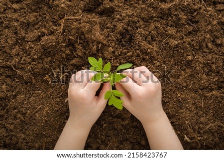 Toddler hands touching small green tomato plant on dark brown soil background. Child involvement in gardening. Preparation for garden season. Point of view shot. Closeup.