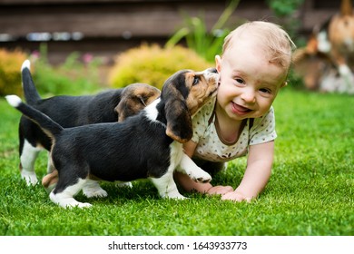Toddler and two Beagle gambol in the backyard. crawling child and puppy games on the lawn. Dog and kid friendship. Big smile boy and dog kiss.