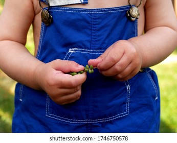 Toddler Wearing Blue Dungarees And Holding A Garden Plant