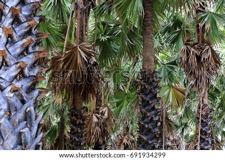 Toddy palm -  Palmyra palm (Palmyra palm plantation , Petch Buri Thailanc)