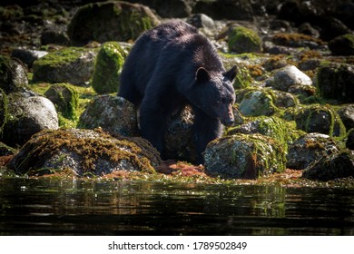 Tofino, BC, Canada - a black bear in its natural environment looking for food on the shores of the ocean