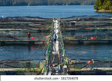 Tofino, British Columbia, Canada - September 10, 2020: A Worker Walks Along The Main Platform Of An Industrial Salmon Fish Farm As The Team Preps For New Fish To Arrive.