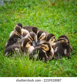 Togetherness In The The Duck Family, Denmark, Aarhus 2022