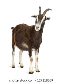 Toggenburg goat against white background