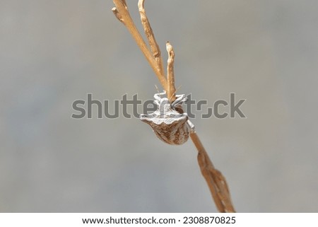 Toggle dropdown, scientific name ancyrosoma albolineatum, taken in Crete, Greece.