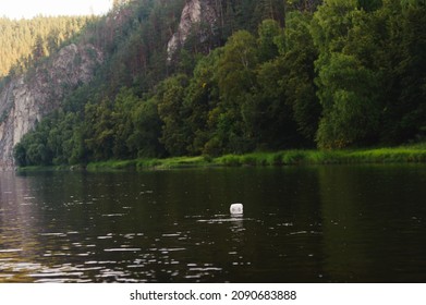 Toilet Paper Floats Like Garbage From A Clean Mountain River.