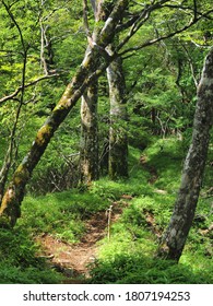   Tokai Nature Trail That Runs Through The Mountains Of Yamanashi Prefecture.