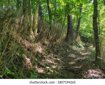   Tokai Nature Trail That Runs Through The Mountains Of Yamanashi Prefecture.