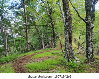   Tokai Nature Trail That Runs Through The Mountains Of Yamanashi Prefecture.