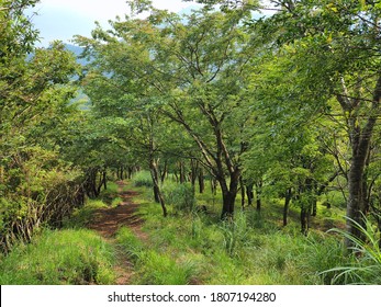   Tokai Nature Trail That Runs Through The Mountains Of Yamanashi Prefecture.