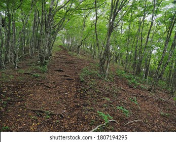   Tokai Nature Trail That Runs Through The Mountains Of Yamanashi Prefecture.