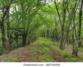   Tokai Nature Trail That Runs Through The Mountains Of Yamanashi Prefecture.