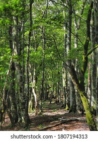   Tokai Nature Trail That Runs Through The Mountains Of Yamanashi Prefecture.