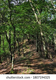   Tokai Nature Trail That Runs Through The Mountains Of Yamanashi Prefecture.