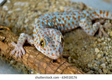 Tokay Gecco