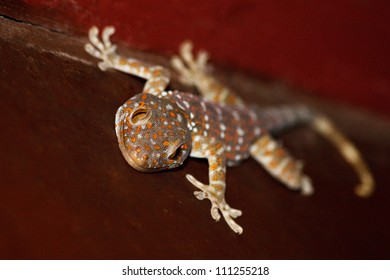 Tokay Gecko