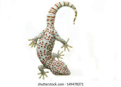 Tokay Gecko