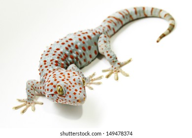 Tokay Gecko