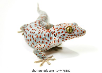 Tokay Gecko