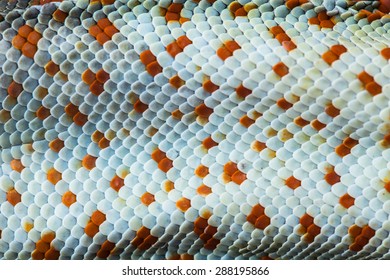 Tokay Gecko