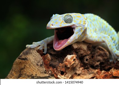 Tokay Gecko Albino Closeup Face, Animal Closeup