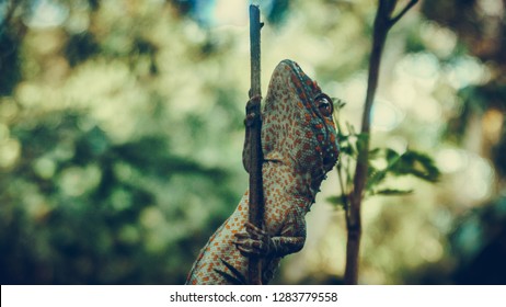 Tokay gecko climbs into a tiny tree branch. The tokay gecko (Gekko gecko) is a nocturnal arboreal gecko in the genus Gekko.