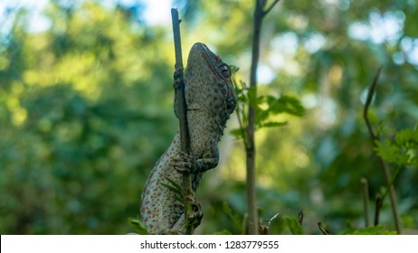 Tokay gecko clings into a tiny tree branch. The tokay gecko (Gekko gecko) is a nocturnal arboreal gecko in the genus Gekko.