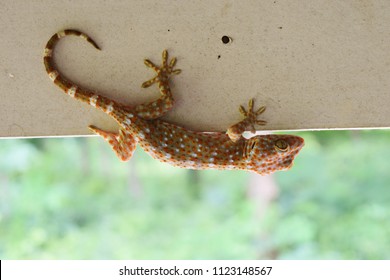 Tokay Gecko With Curved Tail On Gray Wall , Many Orange Color Dots Spread On Blue Skin Of Gekko Gecko , Reptiles In The Homes Of The Tropics