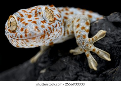 Токайский геккон (Gekko gecko)