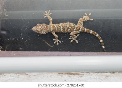 54 Cambodian lizard Images, Stock Photos & Vectors | Shutterstock