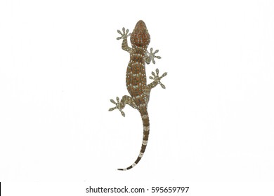 Tokay Gecko, Gekko gecko, against white background