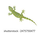 Tokay Gecko (Gekko gecko) isolated on white background