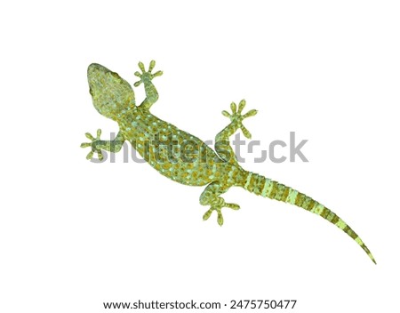 Tokay Gecko (Gekko gecko) isolated on white background