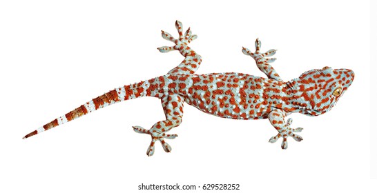Tokay gecko 