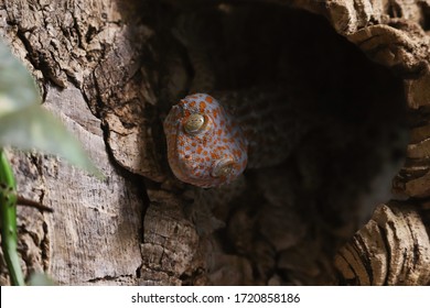 Tokay Gecko Hiding In The Shadow