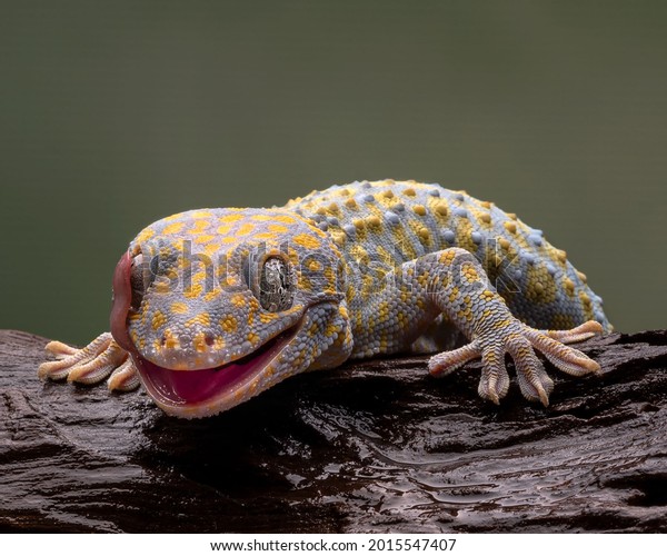 Tokay Gecko One Largest Living Gecko Stock Photo 2015547407 | Shutterstock