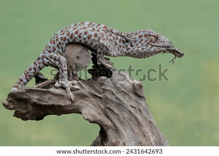 A tokay gecko is preying on a grasshopper. This reptile has the scientific name Gekko gecko.