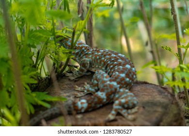 Tokay gecko resting. The tokay gecko (Gekko gecko) is a nocturnal arboreal gecko in the genus Gekko.